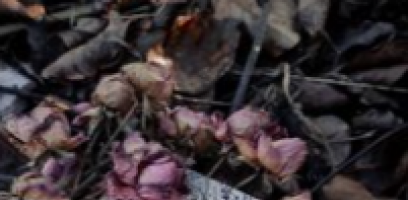 Tar� das Sombras